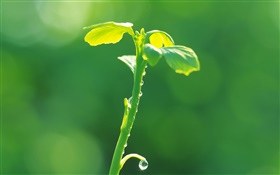 Plantas gomos close-up, verde, primavera, orvalho HD Papéis de Parede