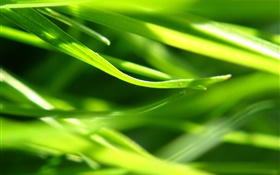 Plants close-up, grama, verde