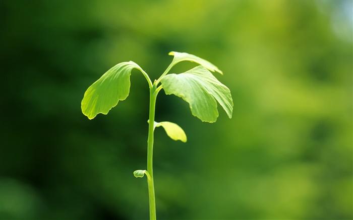 Plants close-up, verde, primavera, bokeh Papéis de Parede, imagem