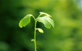Plants close-up, verde, primavera, bokeh