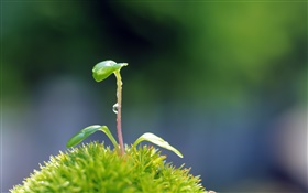 Plants close-up, sementes germinam HD Papéis de Parede