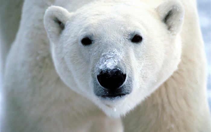 cara do urso polar close-up Papéis de Parede, imagem