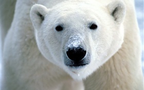 cara do urso polar close-up HD Papéis de Parede