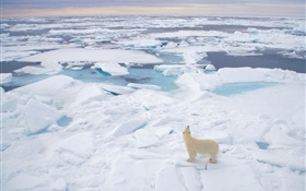 olhar do urso polar para o mar, neve espessa
