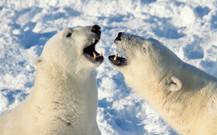 bocejo urso polar Papéis de Parede, imagem