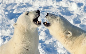 bocejo urso polar HD Papéis de Parede