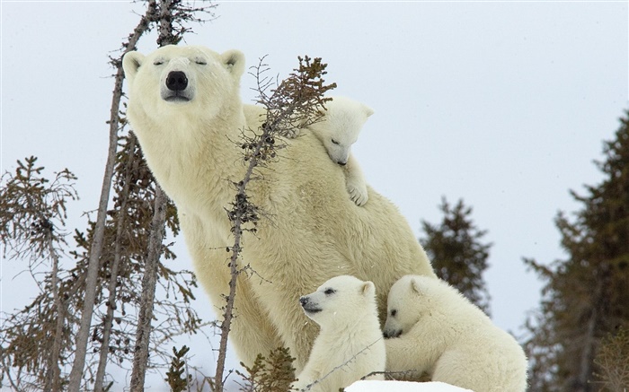 Ursos polares família, neve, filhotes Papéis de Parede, imagem