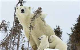 Ursos polares família, neve, filhotes HD Papéis de Parede