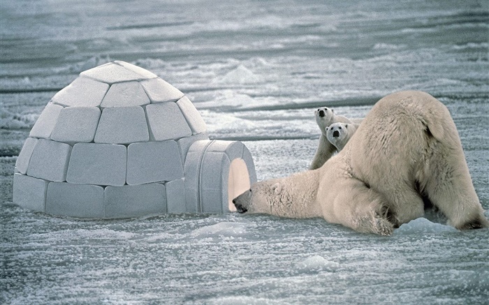 Os ursos polares, família, neve Papéis de Parede, imagem