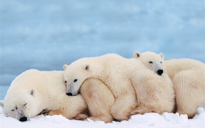 Os ursos polares manter juntos para dormir calor Papéis de Parede, imagem