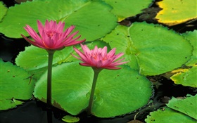 Lagoa, folhas verdes, lótus rosa