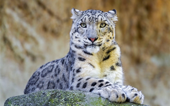 Predador, leopardo de neve, resto, pedras Papéis de Parede, imagem