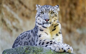 Predador, leopardo de neve, resto, pedras