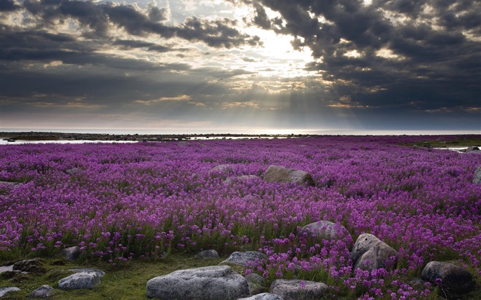 flores roxas de campo, rochas, nuvens, raios do sol Papéis de Parede, imagem