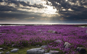flores roxas de campo, rochas, nuvens, raios do sol HD Papéis de Parede