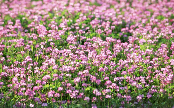 flores silvestres roxo pequeno, primavera Papéis de Parede, imagem