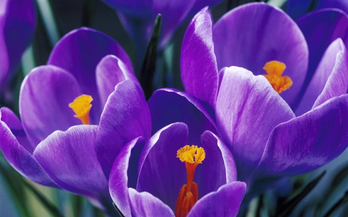 pétalas roxas tulipas close-up Papéis de Parede, imagem