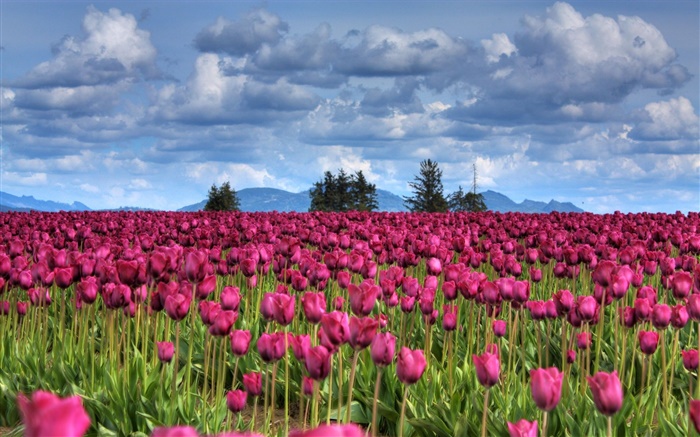 flores roxas tulipa campo, nuvens, árvores, crepúsculo Papéis de Parede, imagem