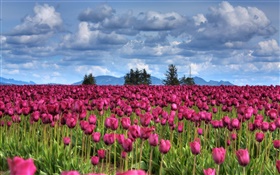 flores roxas tulipa campo, nuvens, árvores, crepúsculo HD Papéis de Parede