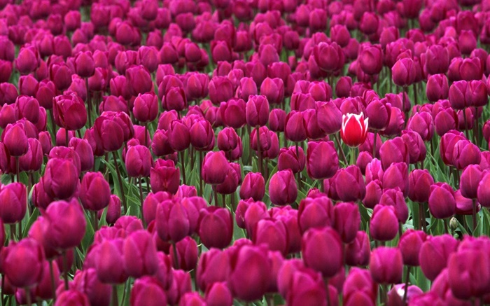 campo de flores tulipa roxa Papéis de Parede, imagem