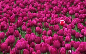 campo de flores tulipa roxa HD Papéis de Parede