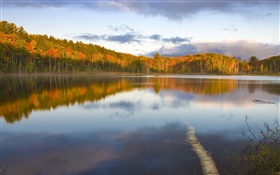 Calmo lago, árvores, névoa, manhã, outono