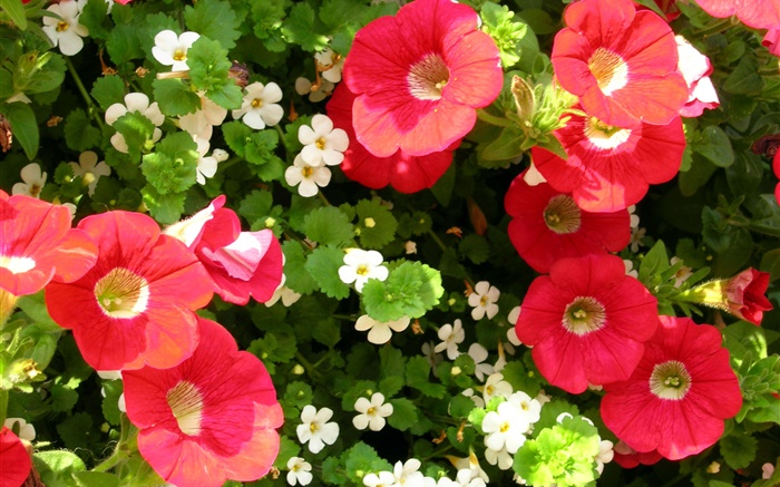 Flores vermelhas e brancas close-up Papéis de Parede, imagem