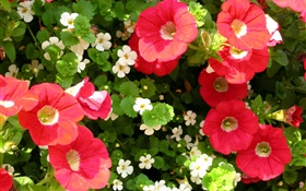 Flores vermelhas e brancas close-up HD Papéis de Parede