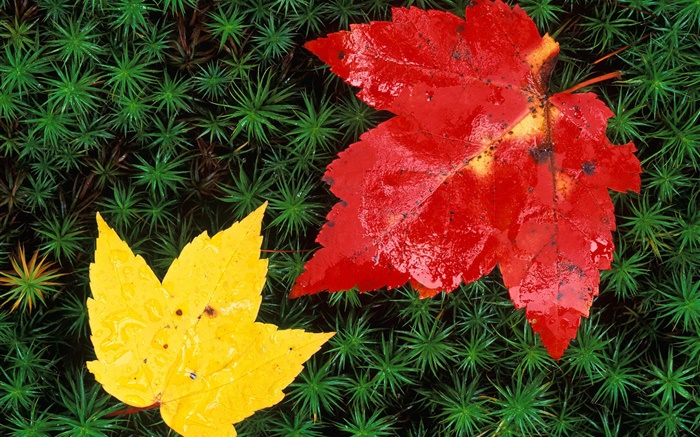 folhas de bordo vermelhas e amarelas, grama, outono Papéis de Parede, imagem