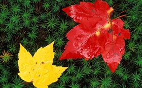 folhas de bordo vermelhas e amarelas, grama, outono HD Papéis de Parede