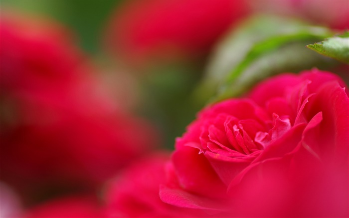 flor vermelha close-up, bokeh Papéis de Parede, imagem
