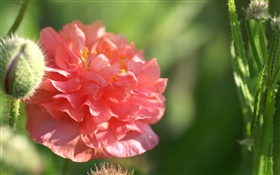 flor vermelha close-up, luz do sol, bokeh HD Papéis de Parede