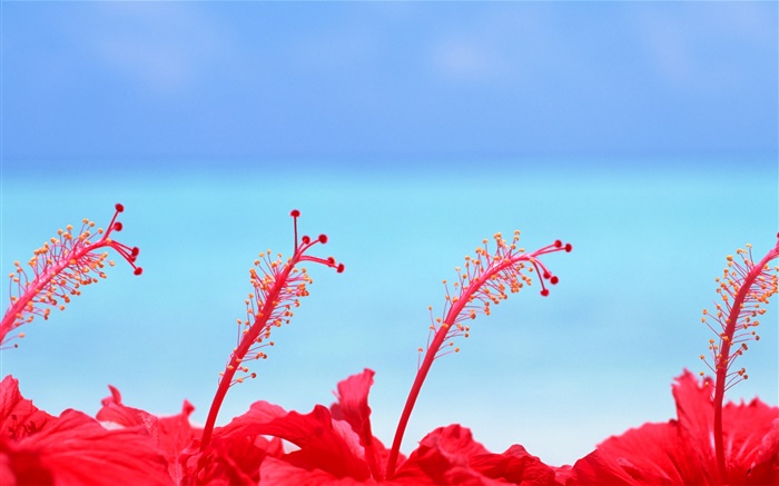 flores vermelhas, céu azul, Maldivas Papéis de Parede, imagem