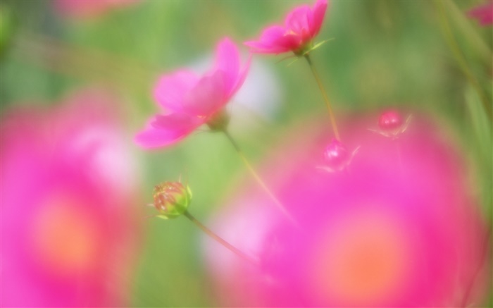 estilo borrão flores vermelhas Papéis de Parede, imagem