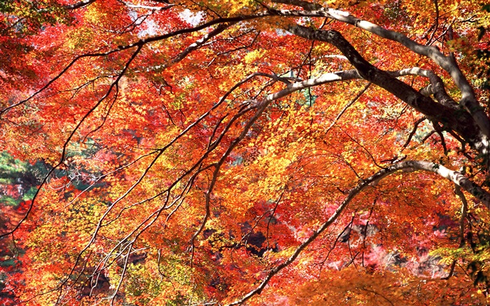 O vermelho deixa o outono, árvores Papéis de Parede, imagem