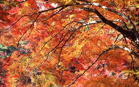 O vermelho deixa o outono, árvores HD Papéis de Parede