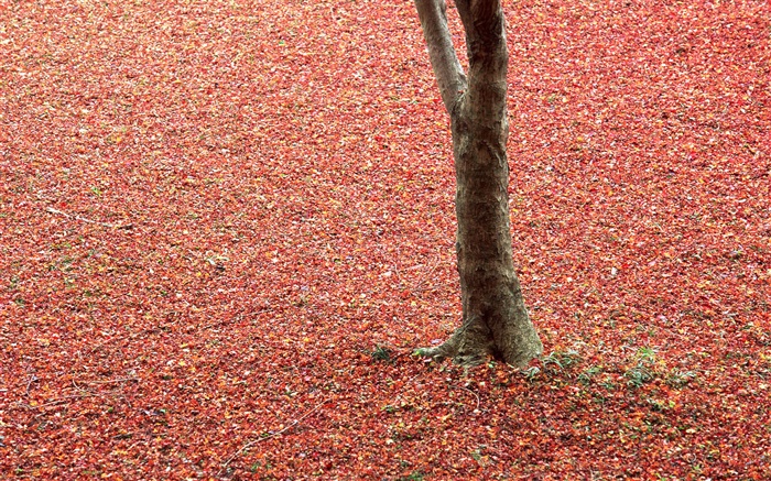 folhas vermelhas na terra, árvore, outono Papéis de Parede, imagem
