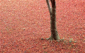 folhas vermelhas na terra, árvore, outono