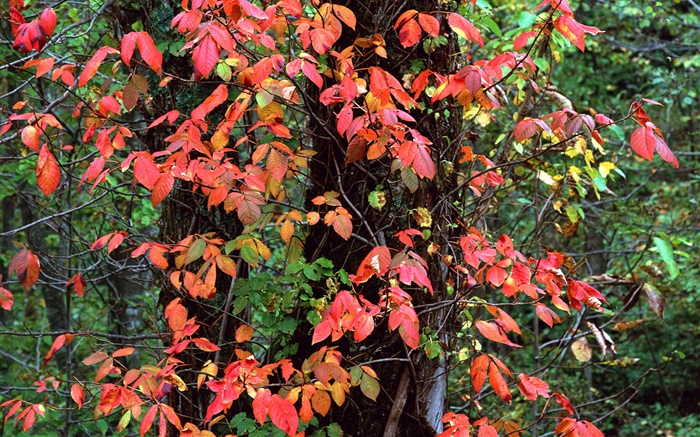 Red folhas, árvores, galhos, outono Papéis de Parede, imagem