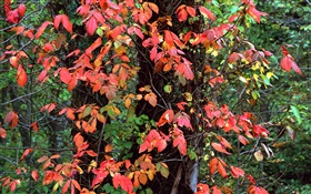 Red folhas, árvores, galhos, outono HD Papéis de Parede