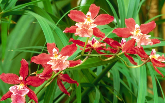 Flores de orquídea vermelhas, folhas verdes Papéis de Parede, imagem