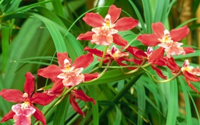 Flores de orquídea vermelhas, folhas verdes