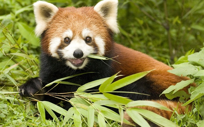panda vermelho comer bambu Papéis de Parede, imagem