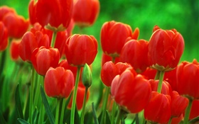 flores vermelhas da tulipa, jardim, fundo verde HD Papéis de Parede