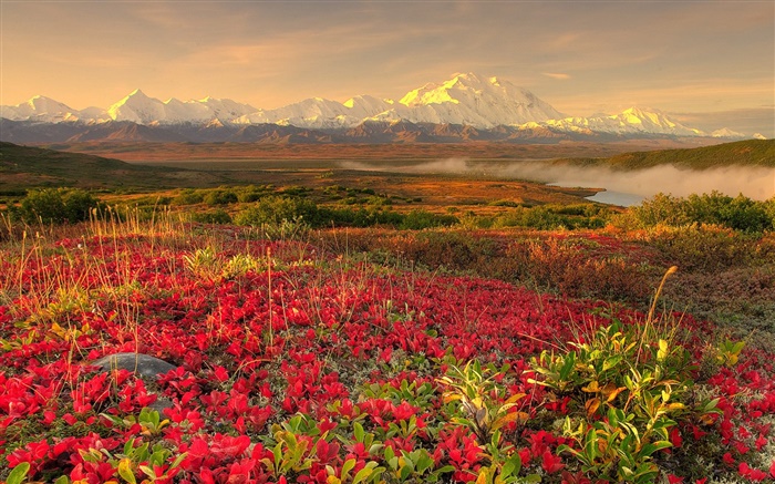 flores silvestres vermelhas, montanhas, névoa, amanhecer Papéis de Parede, imagem