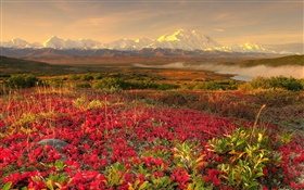 flores silvestres vermelhas, montanhas, névoa, amanhecer HD Papéis de Parede