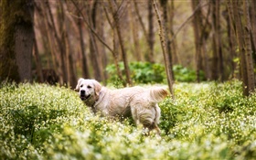 Retriever, cão, grama, flores silvestres, floresta HD Papéis de Parede