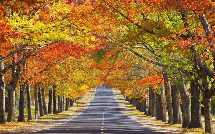 Estrada, árvores, folhas vermelhas, outono Papéis de Parede, imagem