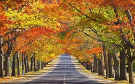 Estrada, árvores, folhas vermelhas, outono HD Papéis de Parede