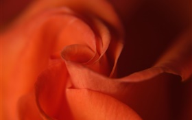 Rose close-up, pétalas cor de laranja